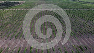 A beautiful bird`s-eye view. Agriculture Grape Plantation Grapevine Vineyard Aerial Photography Of The Vineyard