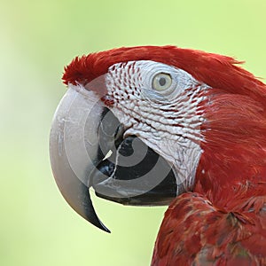 Beautiful bird scarlet macaw