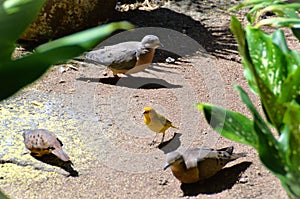 Beautiful bird Serinus canaria and Columbina Talpacoti in the backyard