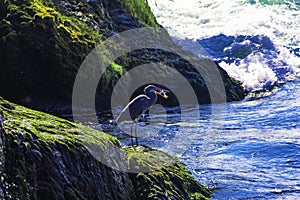 Bird hunting fish on the shore of mighty Rhin river photo
