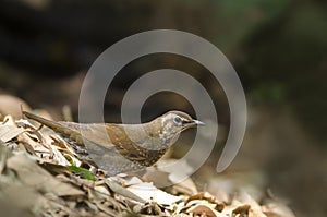 Beautiful bird (Siberian Thrush) find some food on ground