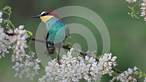 Beautiful bird sits among flowering branches