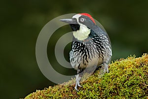 Beautiful bird sitting on the green mosse branch in habitat. bird in nature, Costa Rica. Birdwatching in America. Woodpecker from