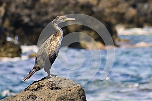 A beautiful bird sitting on a stone by the sea. Cormorant. Phalacrocorax