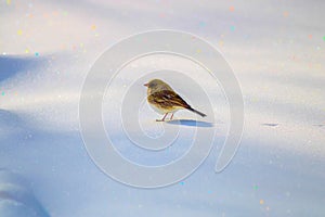 A beautiful bird on snow, with bokeh