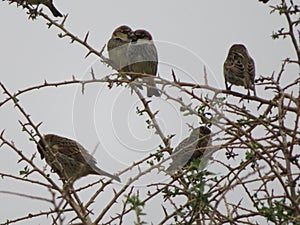 Beautiful bird sparrow on branches of hawthorn looking for food to spend the winter photo