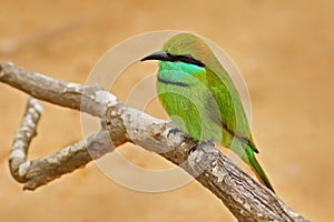 Beautiful bird from Sri Lanka. Little Green Bee-eater, Merops orientalis, exotic green and yellow rare bird from India. Coloured