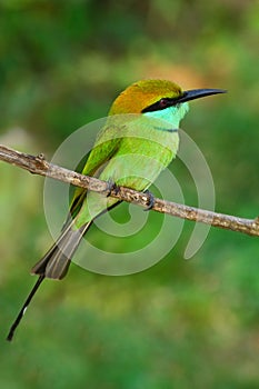 Beautiful bird from Sri Lanka. Little Green Bee-eater, Merops orientalis, exotic green and yellow rare bird from Sri Lanka. Colour
