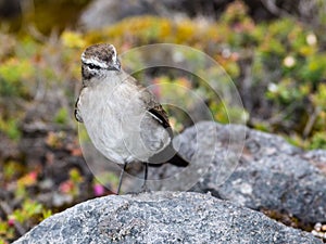 Beautiful bird standing on a rock