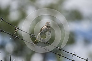 Beautiful Bird standing in a wiring with blur background photo
