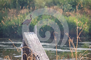 Beautiful bird stands on a beam