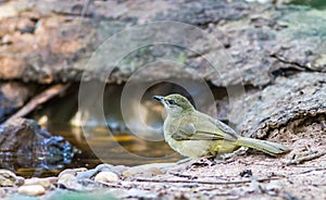 Beautiful bird Streak-eared Bulbul, Blanford`s Bulbul