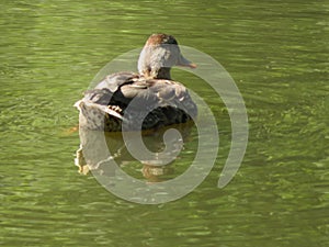 Beautiful bird swimming in the water of the feathered duck pond