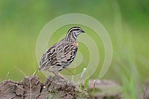 beautiful bird in Thailand during rain season, rain quail (coturnix coromandelica