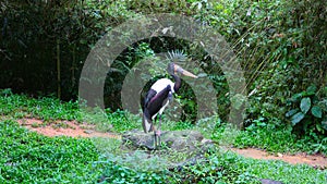 Beautiful bird among the trees at Singapore Zoo