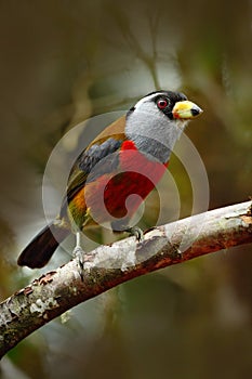 Beautiful bird from tropic forest. Exotic grey and red bird, Toucan Barbet, Semnornis ramphastinus, Bellavista, Ecuador. Red