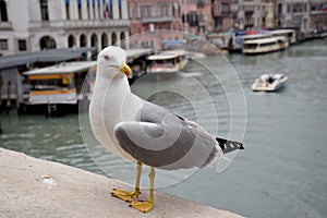 Beautiful bird in Venecia Italia photo