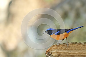 Beautiful Bird (vivid niltava bird) perching on log