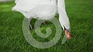 Beautiful bird walking in park. Graceful swan feeding on sunny day outdoors