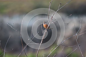 beautiful bird Western Stonechat sitting on a thin branch
