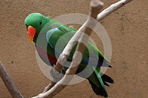 A beautiful bird which have bright color of green and red perching on the branch and glaring