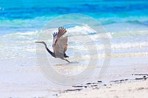 Beautiful Bird in the White sand beach in Krabi Thailand