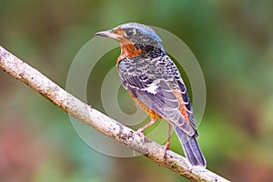 Beautiful of bird White-throated Rock Thrush on branch