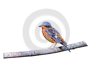 Beautiful of bird White-throated Rock Thrush isolated on white background.Saved with clipping path