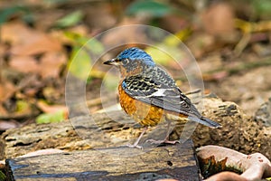 Beautiful of bird White-throated Rock Thrush or Swinhoe's Rock Thrush