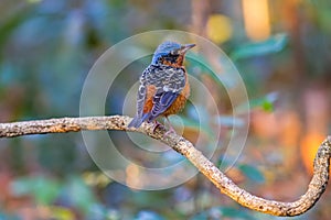 Beautiful of bird White-throated Rock Thrush or Swinhoe`s Rock Thrush Monticola gularis  sing asong on branch in Doi Inthanon