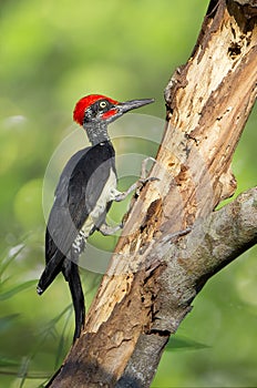 Beautiful bird,woodpecker.