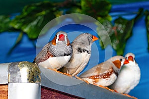 Beautiful bird, Zebra Finch Taeniopygia guttata perching on a branch