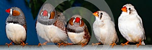 Beautiful bird, Zebra Finch Taeniopygia guttata perching on a branch