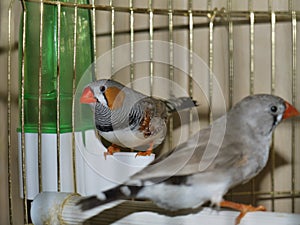 Beautiful birdies in a cage.