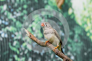 Beautiful birds Astrild Estrildidae sitting on a branch