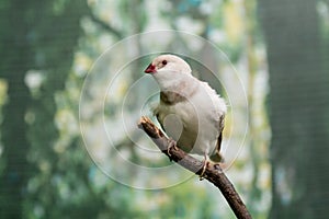 Beautiful birds Astrild Estrildidae sitting on a branch