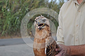 The beautiful birds bonelli eagle in the natural environment
