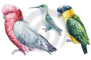 Beautiful birds. cockatoo parrots and hummingbird, watercolor illustration isolated on white background