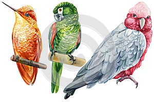 Beautiful birds. cockatoo parrots and hummingbird, watercolor illustration isolated on white background