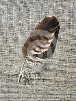Beautiful birds feather