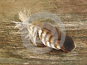 Beautiful birds feather on wooden desk, Lithuania