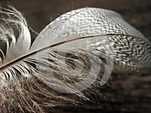 Beautiful birds feather on wooden desk, Lithuania