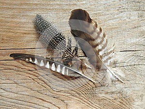 Beautiful birds feathers on wooden desk, Lithuania