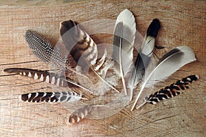 Beautiful birds feathers on wooden desk, Lithuania