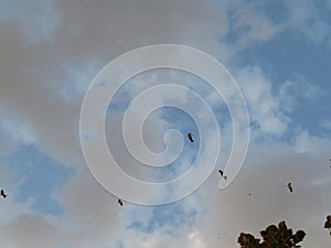 Beautiful birds flying in the blue sky with clouds photo