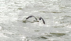 Beautiful Birds flying in the sky in middel of sea