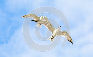 Beautiful Birds flying in the sky in middel of sea photo