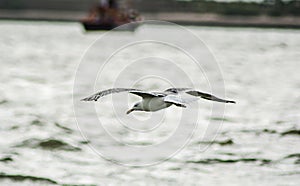 Beautiful Birds flying in the sky in middel of sea photo