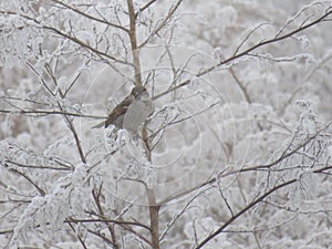 Beautiful birds on a frozen branch passing cold looking for food photo