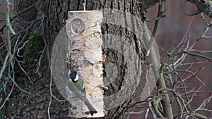 Beautiful birds get there Food in winter